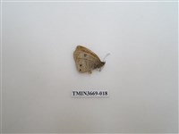 藏品(眼蝶科)的圖片